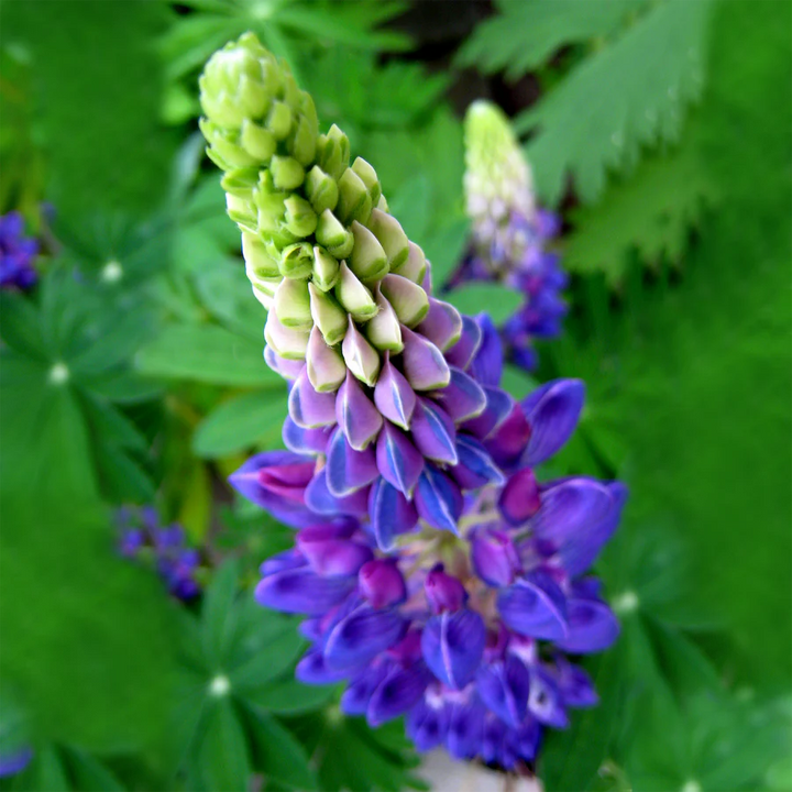 Heirloom Non-GMO Blue Lupine Flower Seeds for Pollinator Gardens and Vibrant Outdoor Planting