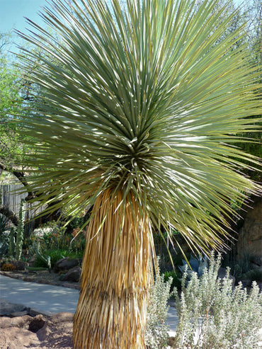 Heirloom Yucca Thompsoniana Plant Seeds, Non-GMO Drought-Resistant Shrub for Garden Planting