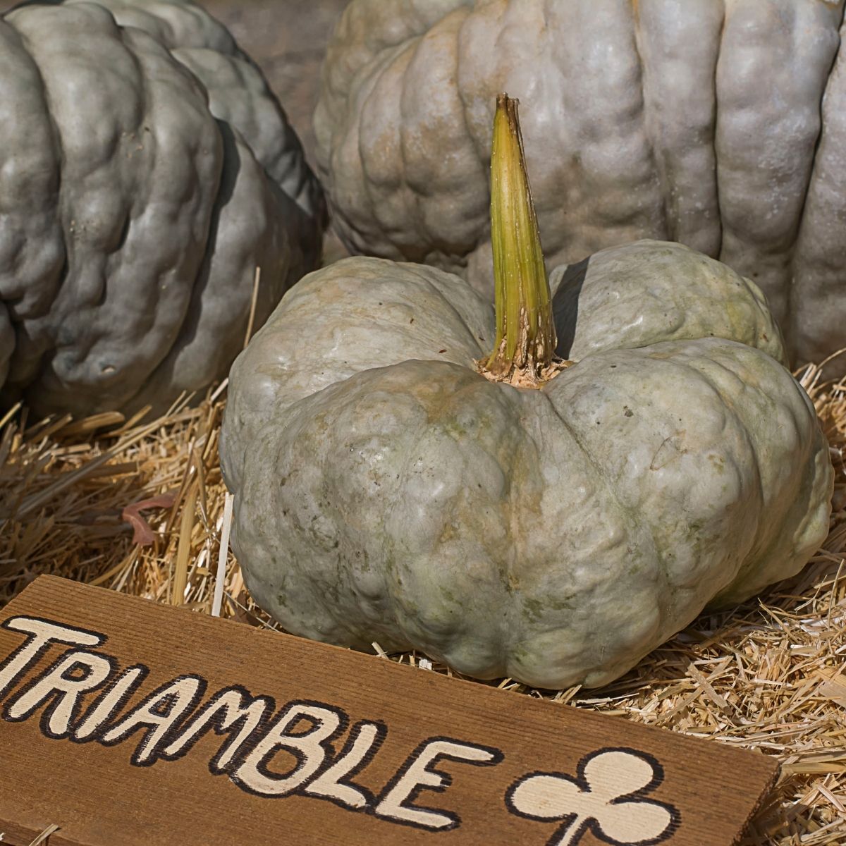Pumpkin- Triamble 25g