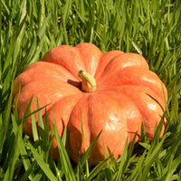 Pumpkin- Moranga 25g