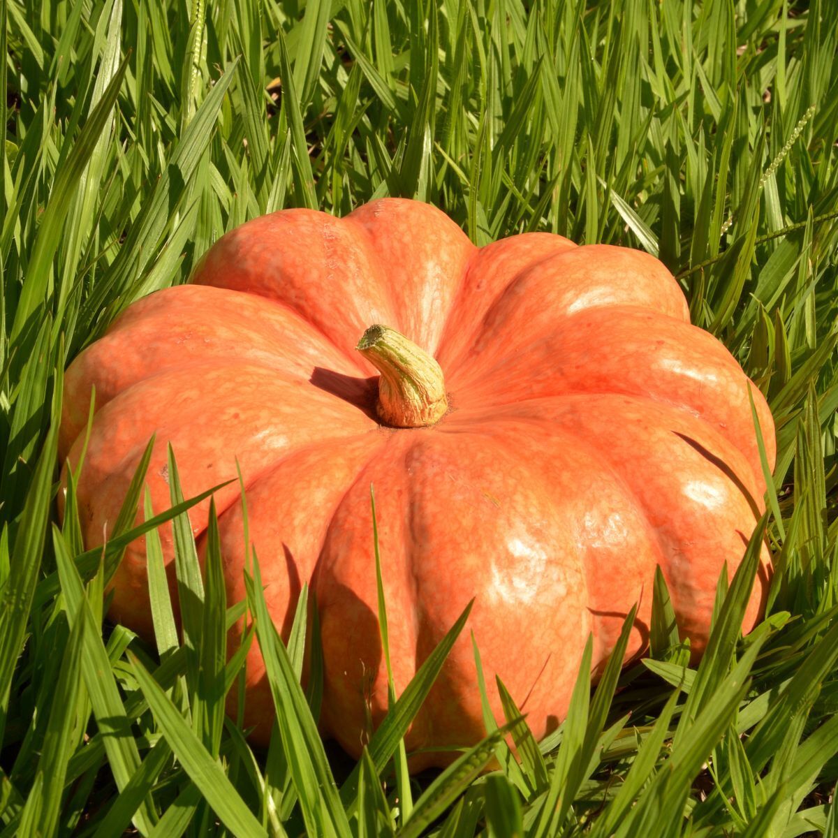 Pumpkin- Moranga 25g
