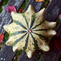 Gourd- Crown of Thorns 25g