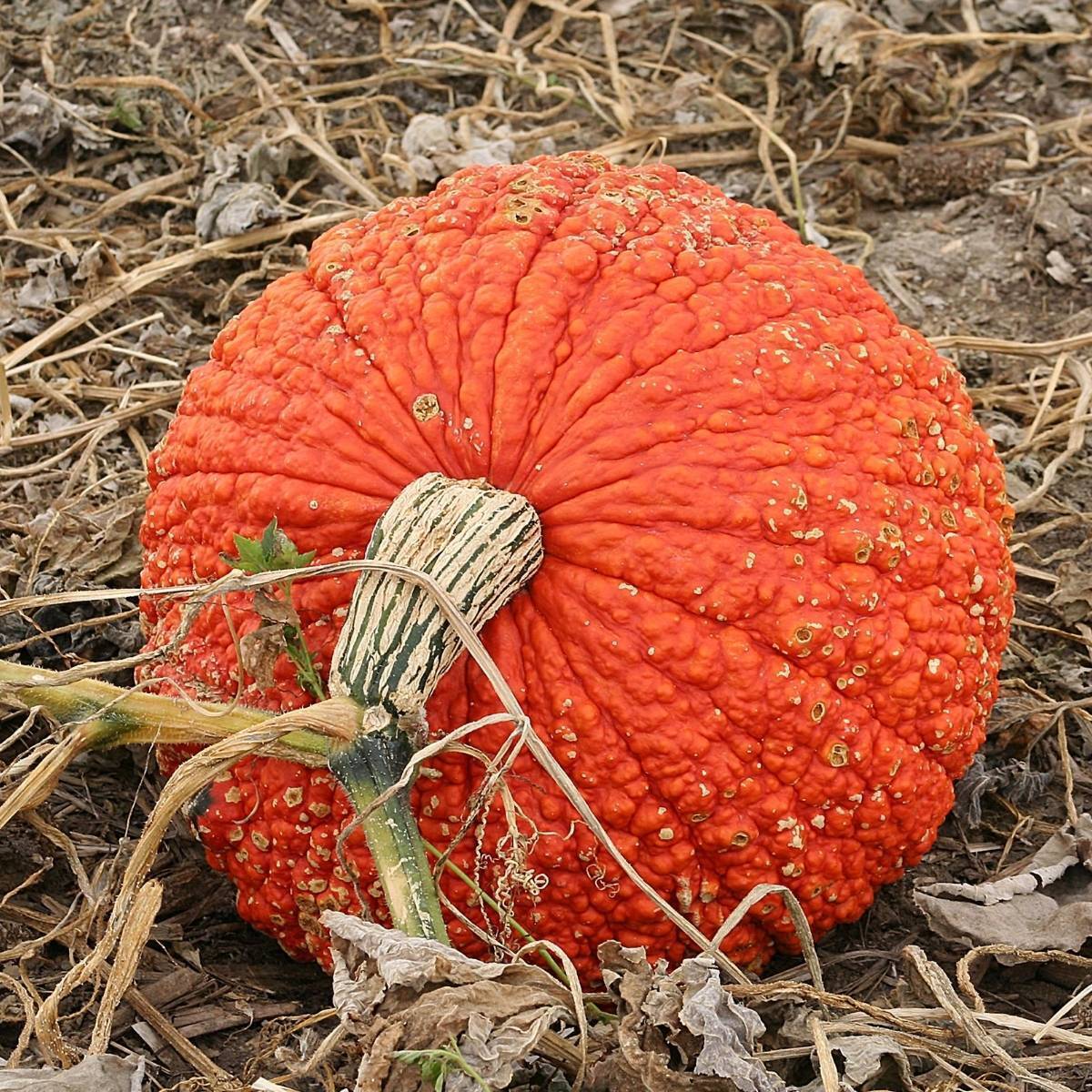 Pumpkin- Red Warty Thing 25g