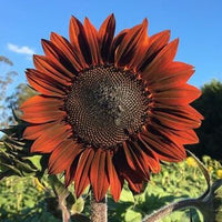 Sunflower- Garnet F1