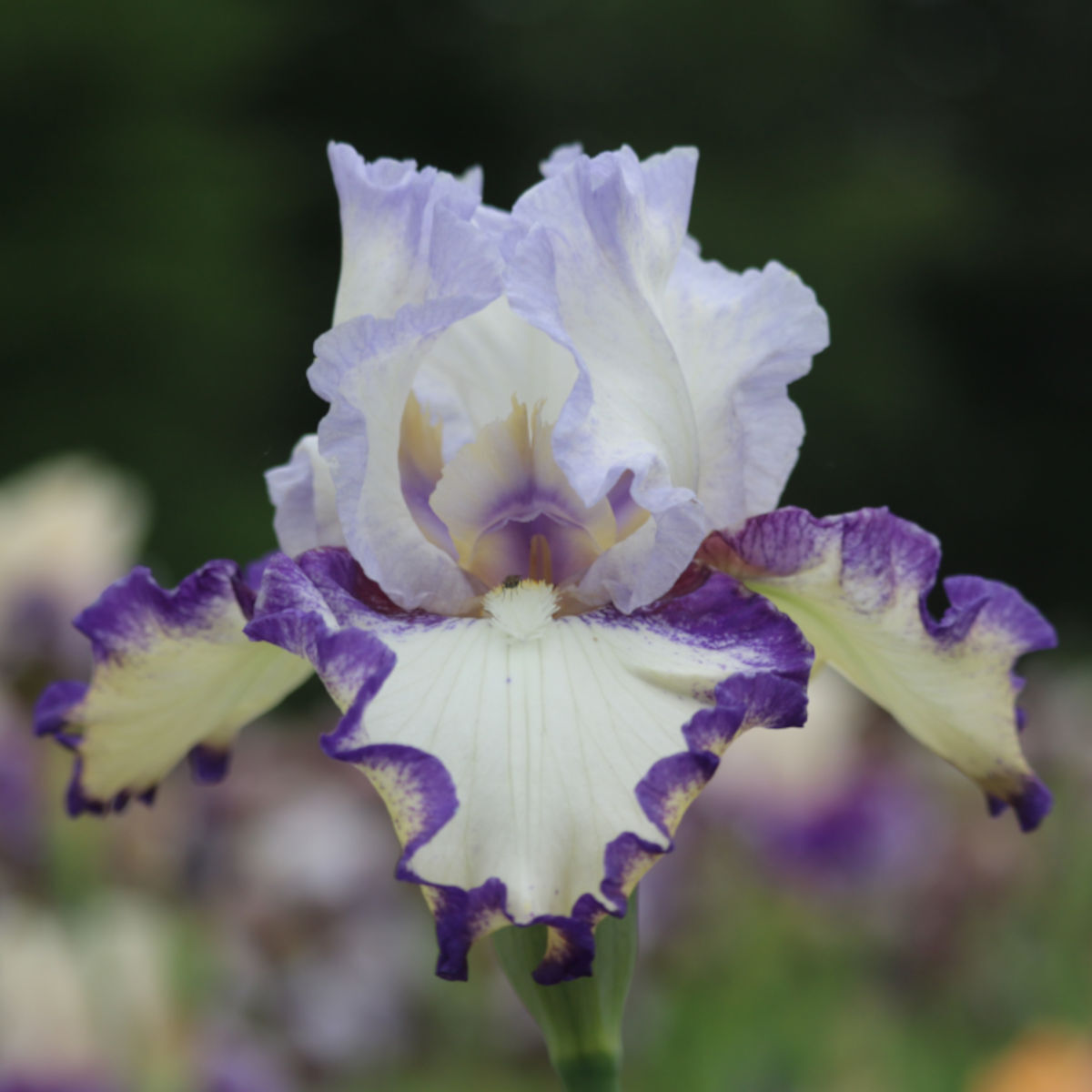 Rings True Bearded Iris