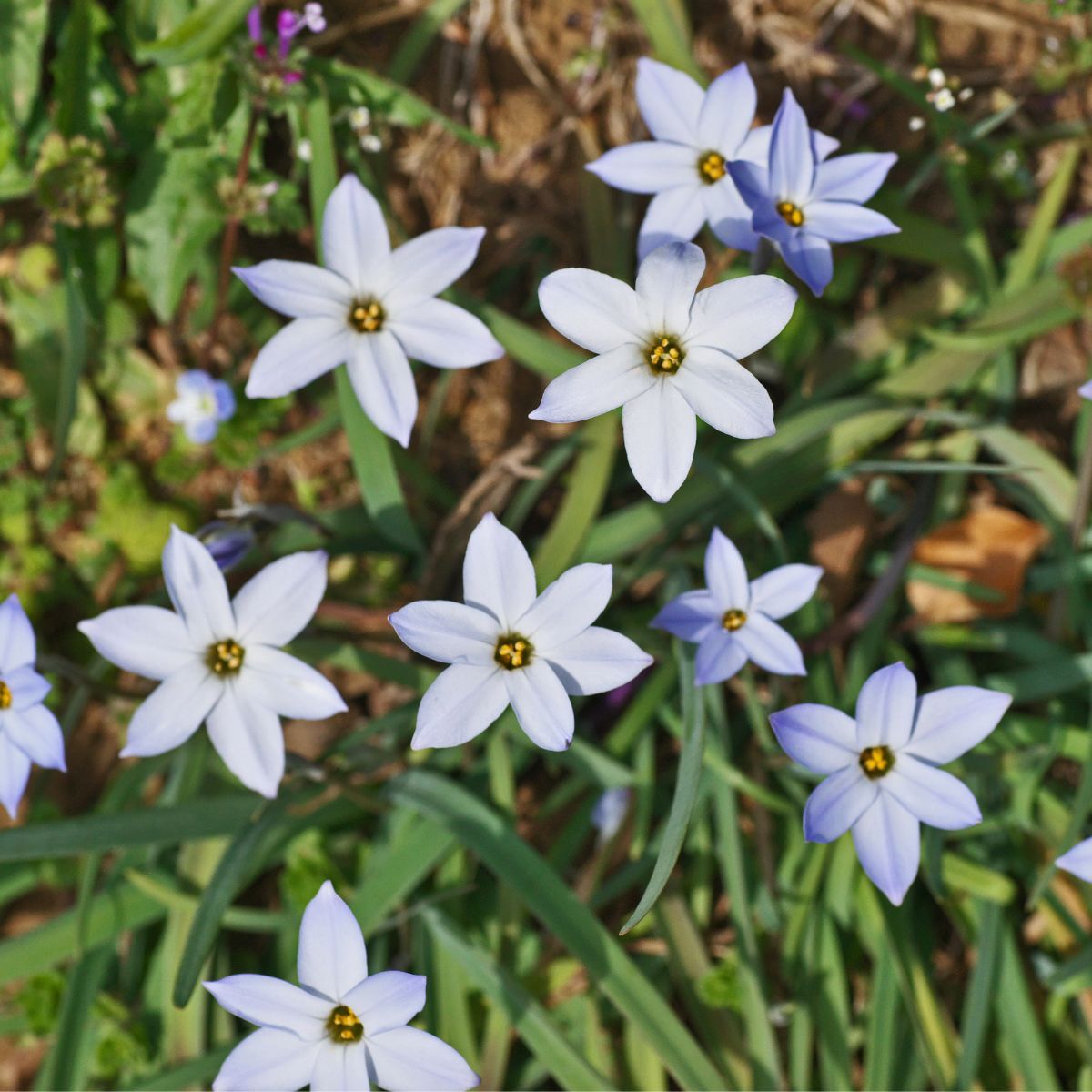 Spring Star- Blue