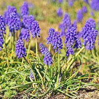 Muscari- Heavenly Blue