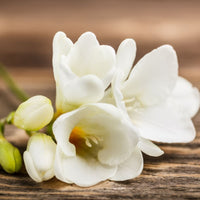 Freesia- Refracta Alba