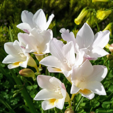Freesia- Refracta Alba