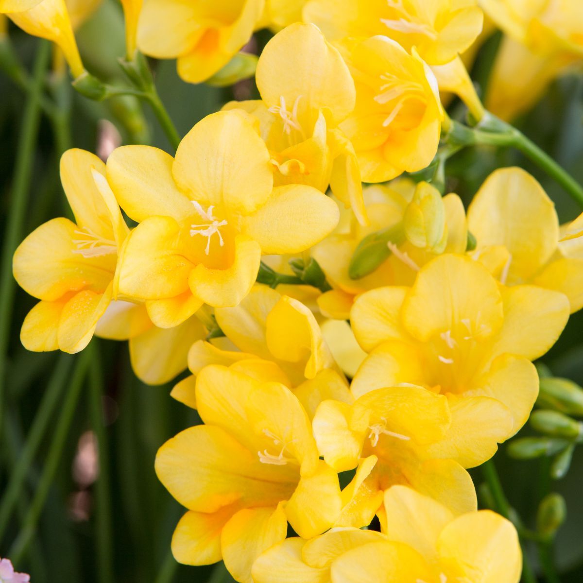Freesia- Giant Single Yellow