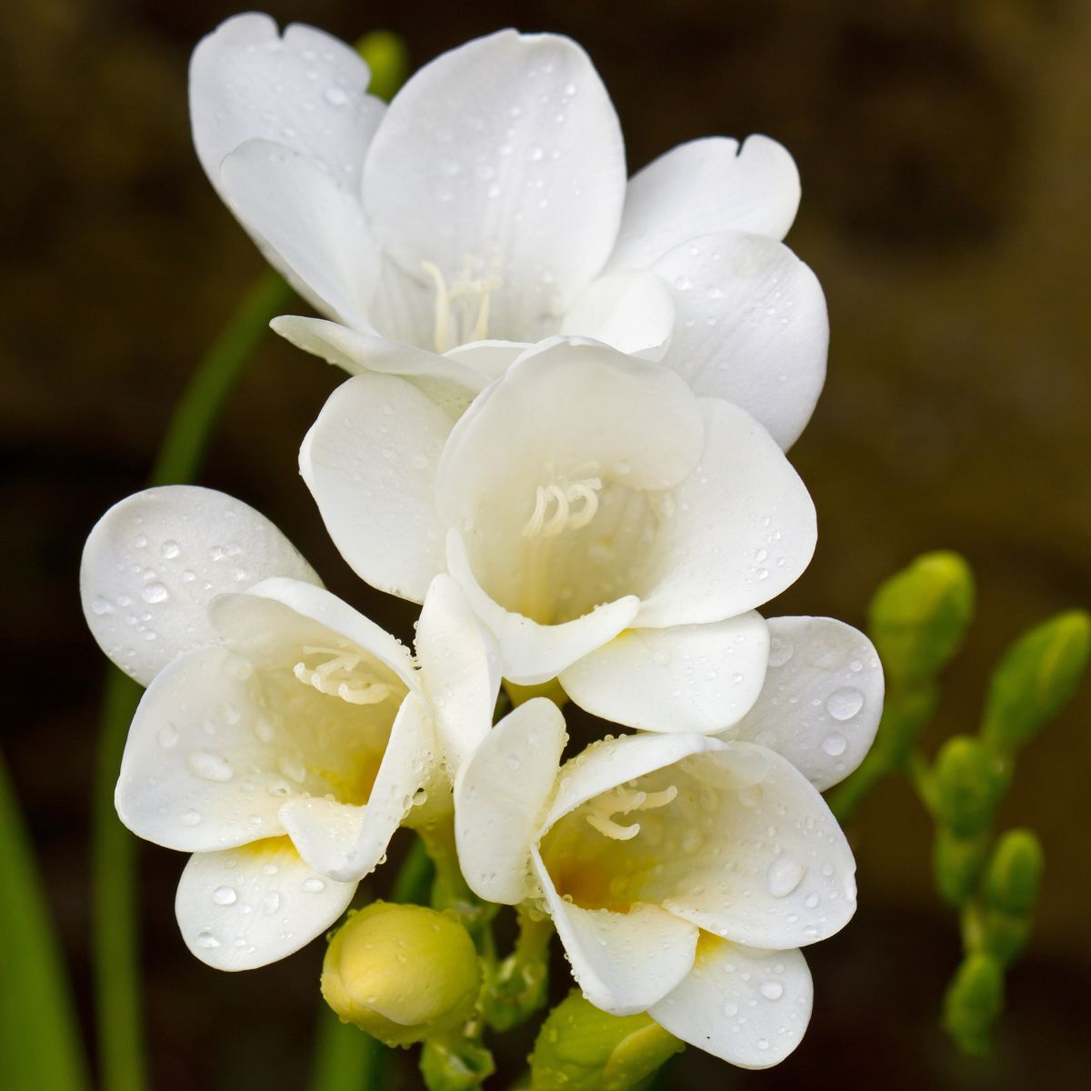 Freesia- Giant Single White