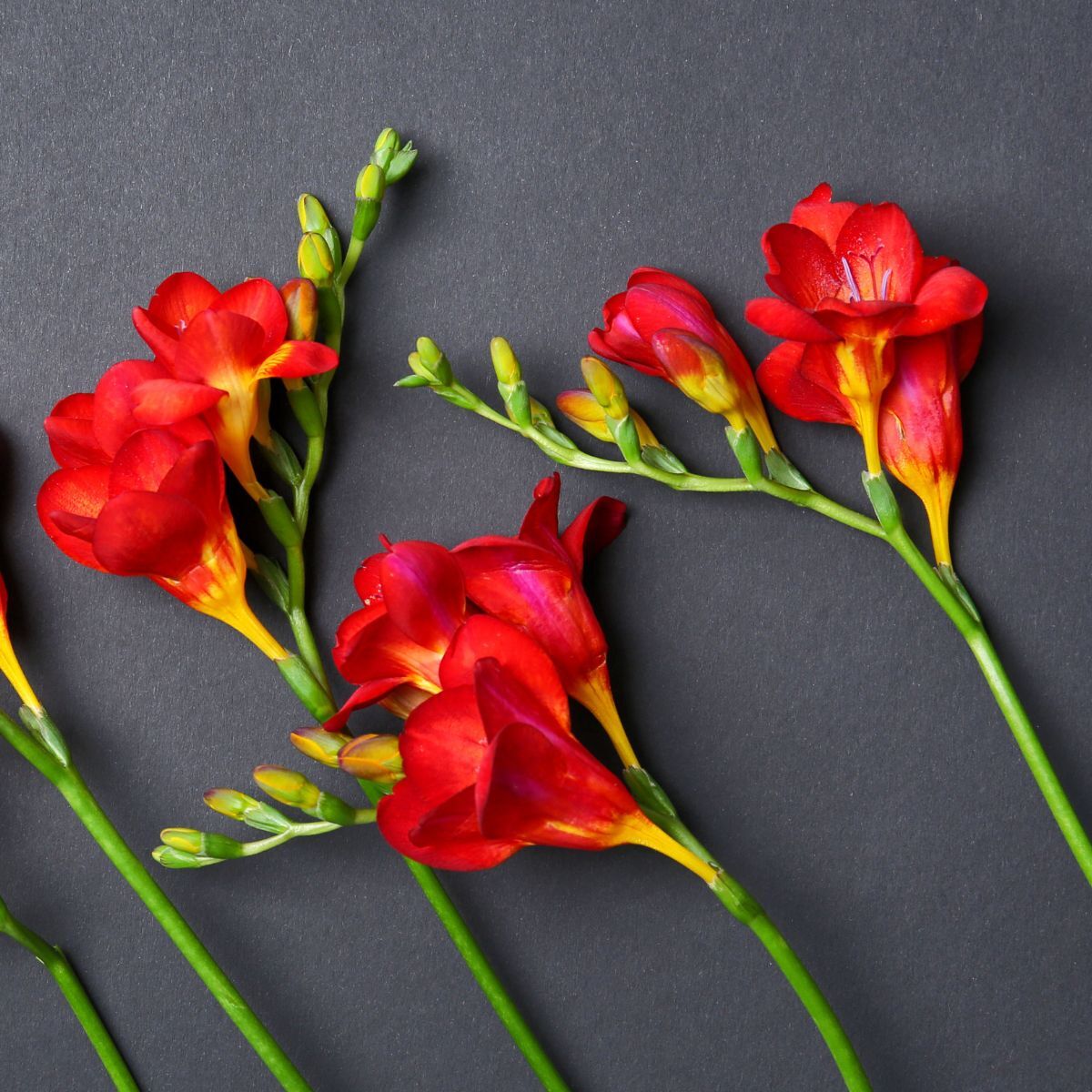 Freesia- Giant Single Red