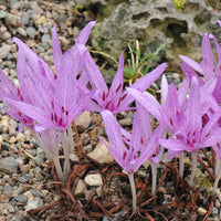 Colchicum- Agrippinum