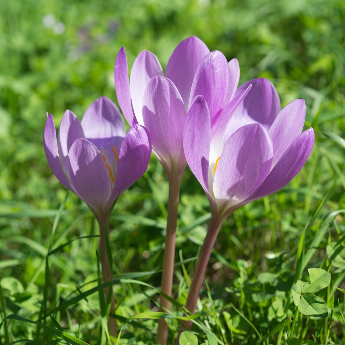 Colchicum- Byzantinum
