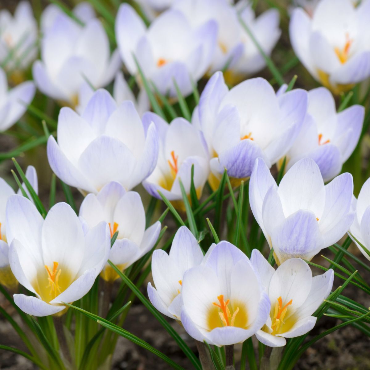 Snow Crocus- Blue Pearl