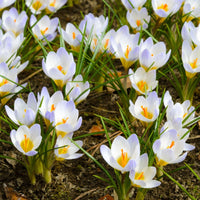 Snow Crocus- Blue Pearl