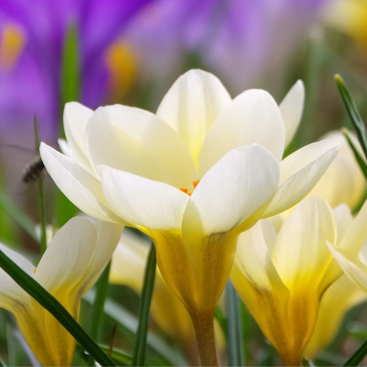 Snow Crocus- Cream Beauty