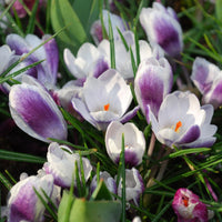 Snow Crocus- Prins Claus