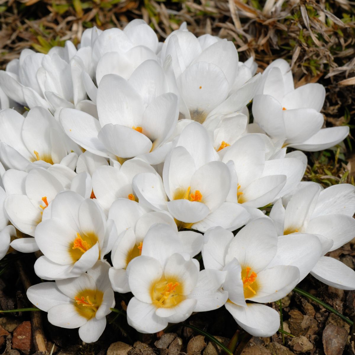 Snow Crocus- Purity
