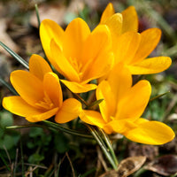 Snow Crocus- Sunkist