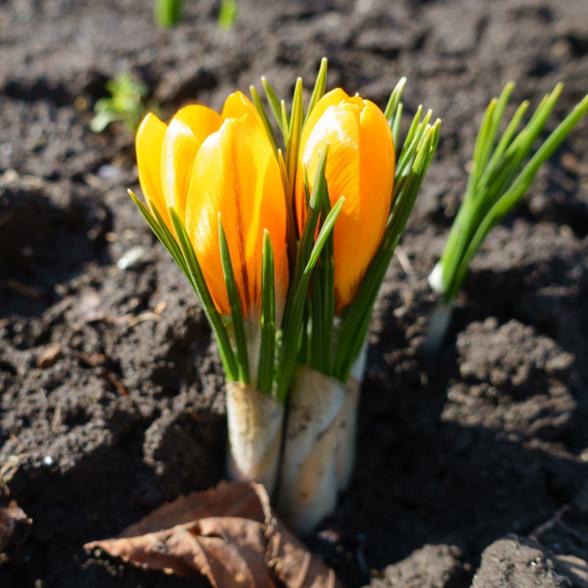 Snow Crocus- Sunkist