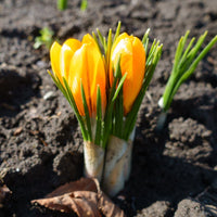 Snow Crocus- Sunkist