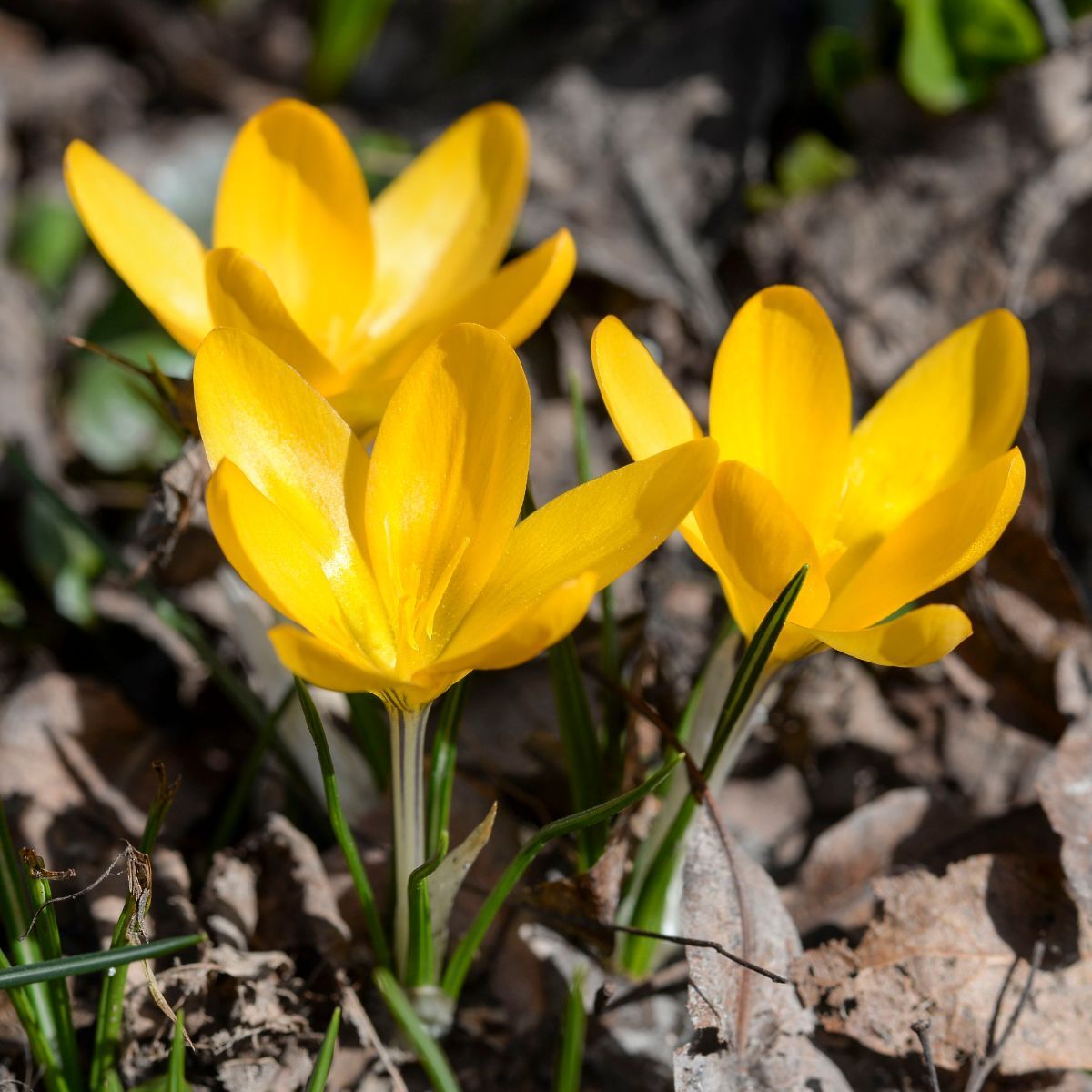 Snow Crocus- Sunkist