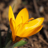 Crocus- Cloth of Gold