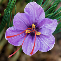 Crocus- Saffron
