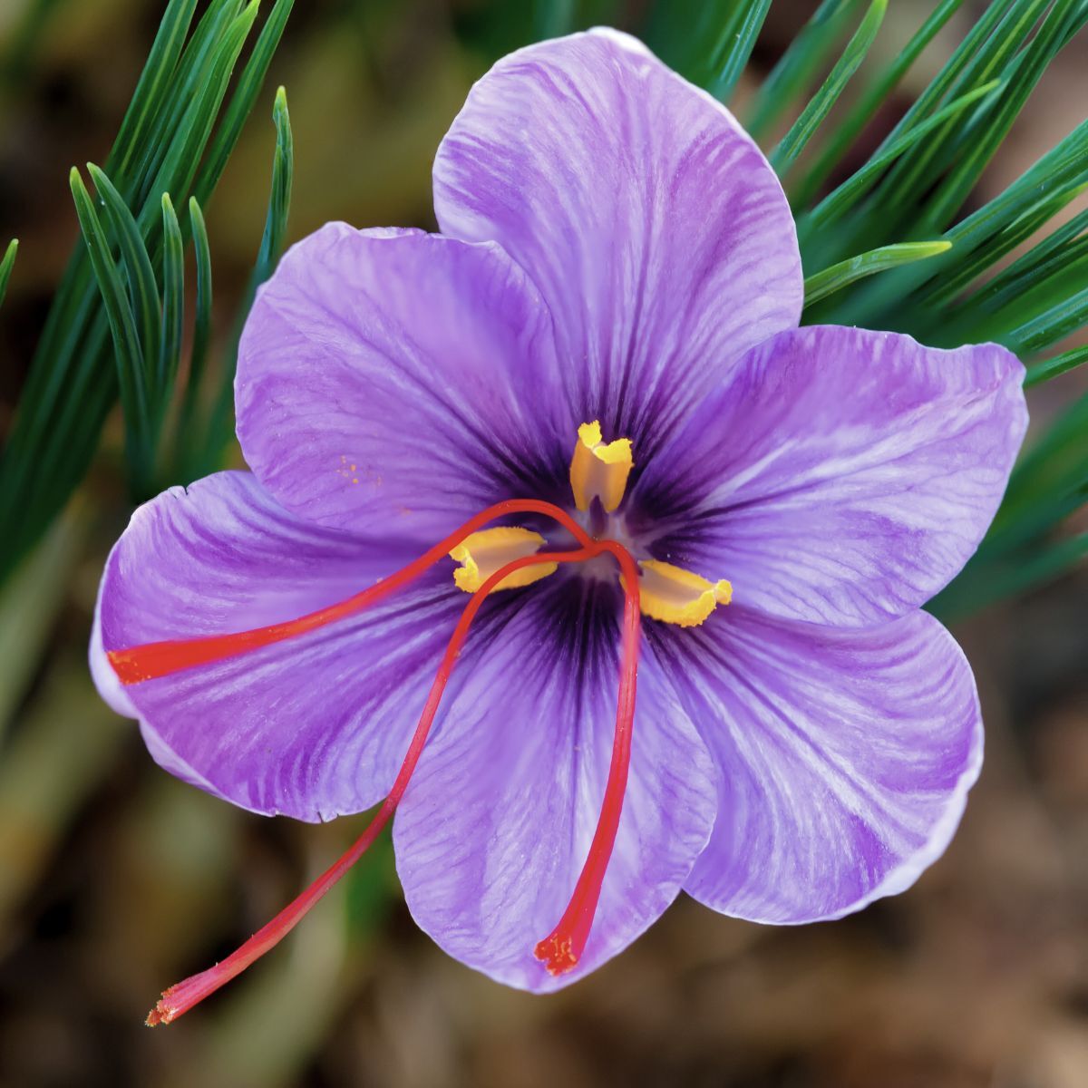 Crocus- Saffron