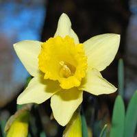 Daffodil- Golden Salome