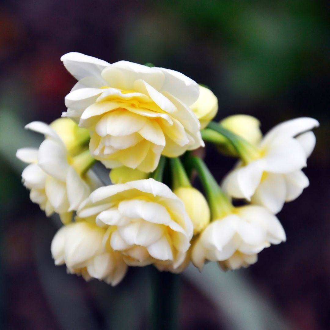 Jonquil- Erlicheer