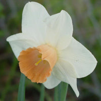 Daffodil- Eastern Dawn
