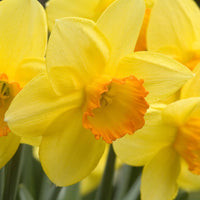 Daffodil- Fortune
