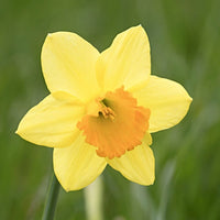 Daffodil- Romsey