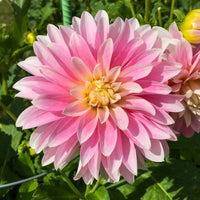Dahlia- Alloway Candy (Tuber)