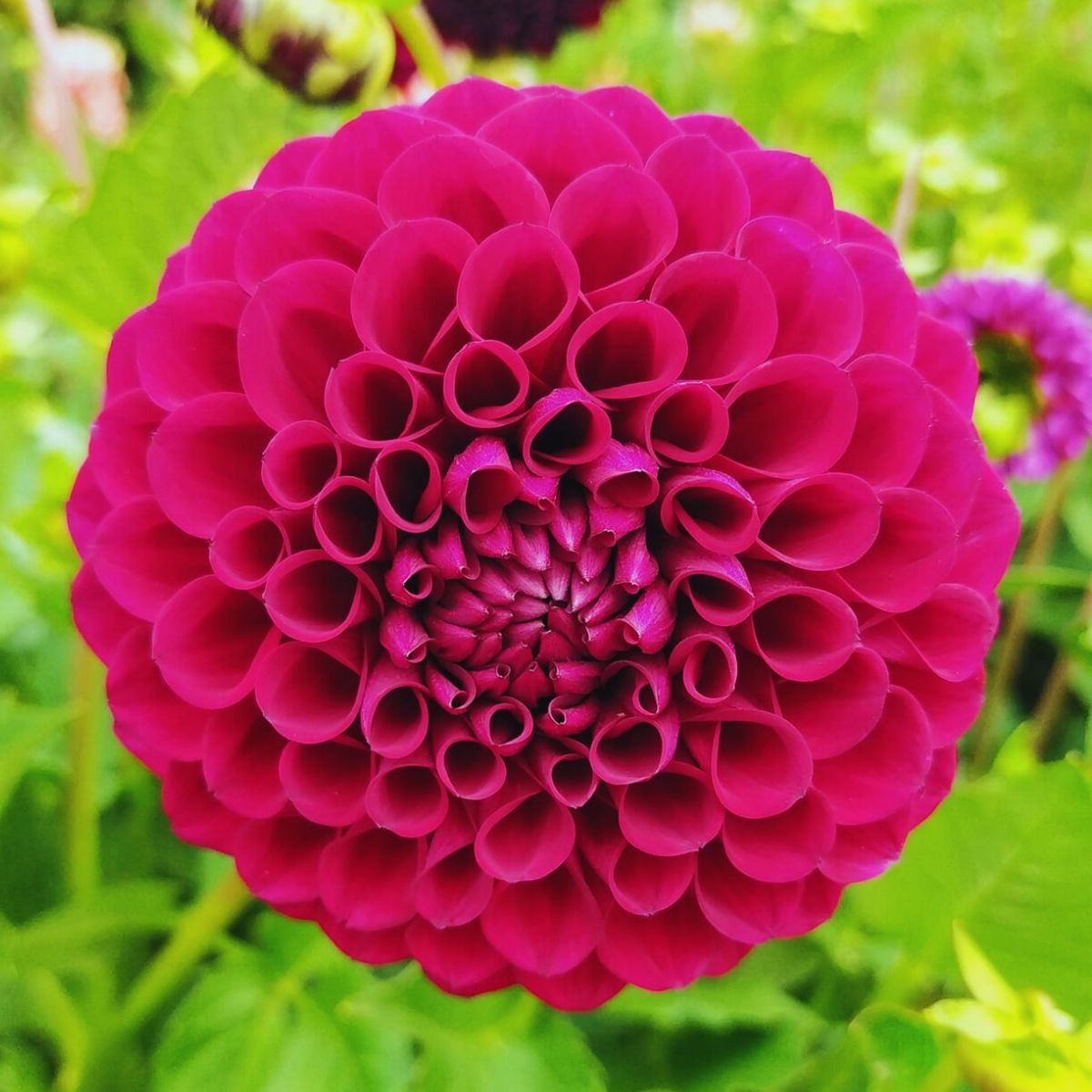 Dahlia- Ivanetti (Tuber)