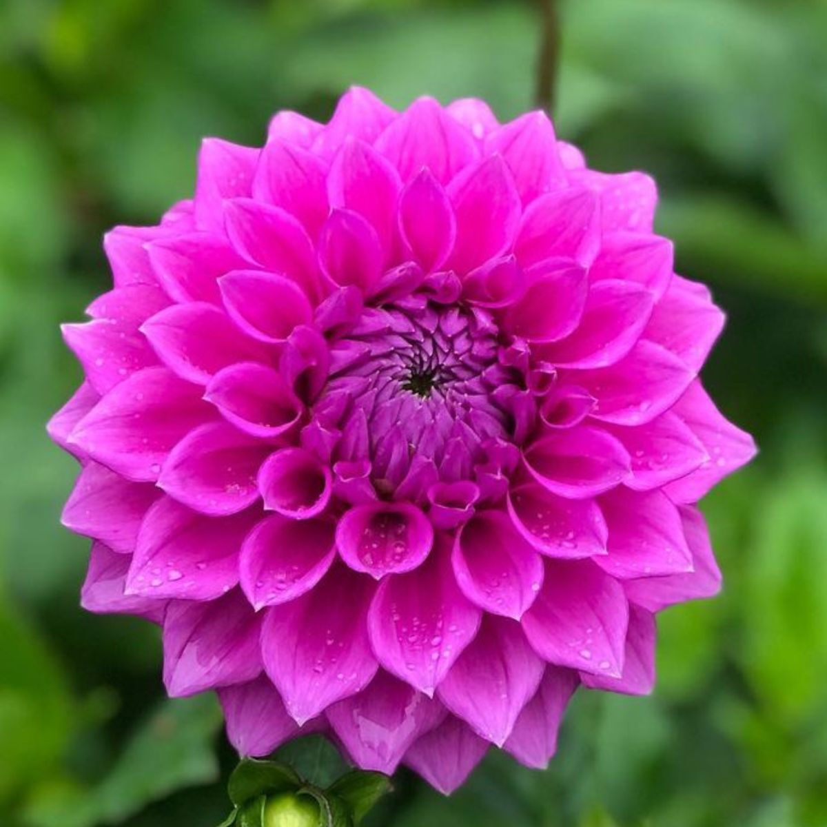 Dahlia- Winkie Cavalier (Tuber)
