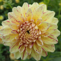 Dahlia- Freckles (Tuber)