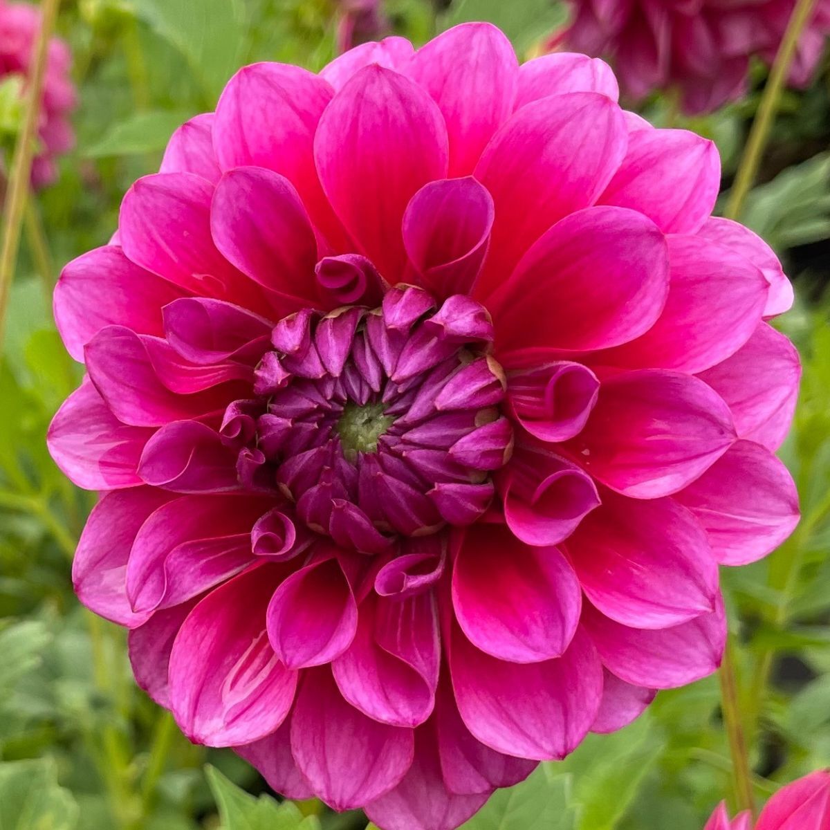 Dahlia- Gelati (Tuber)