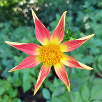 Dahlia- Golden Sunset (Tuber)