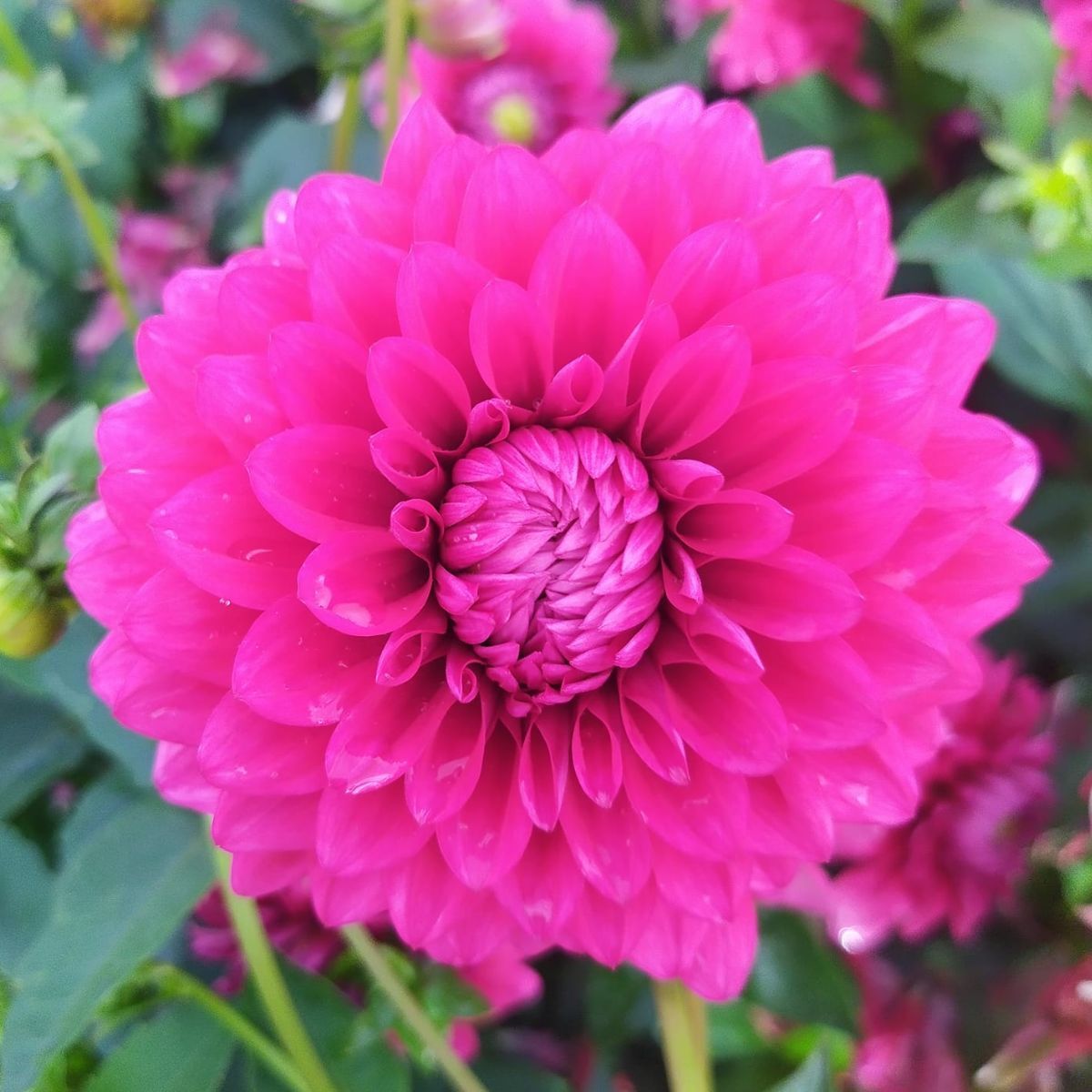 Dahlia- Gracious (Tuber)