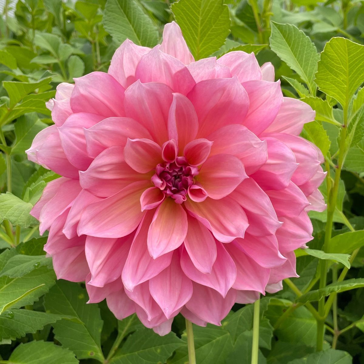 Dahlia- Happy (Tuber)
