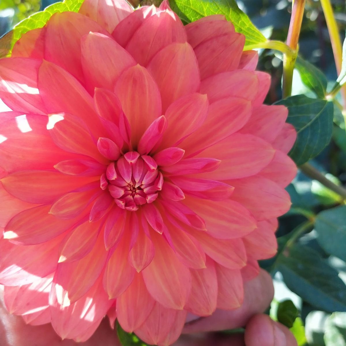 Dahlia- Lady Ice (Tuber)