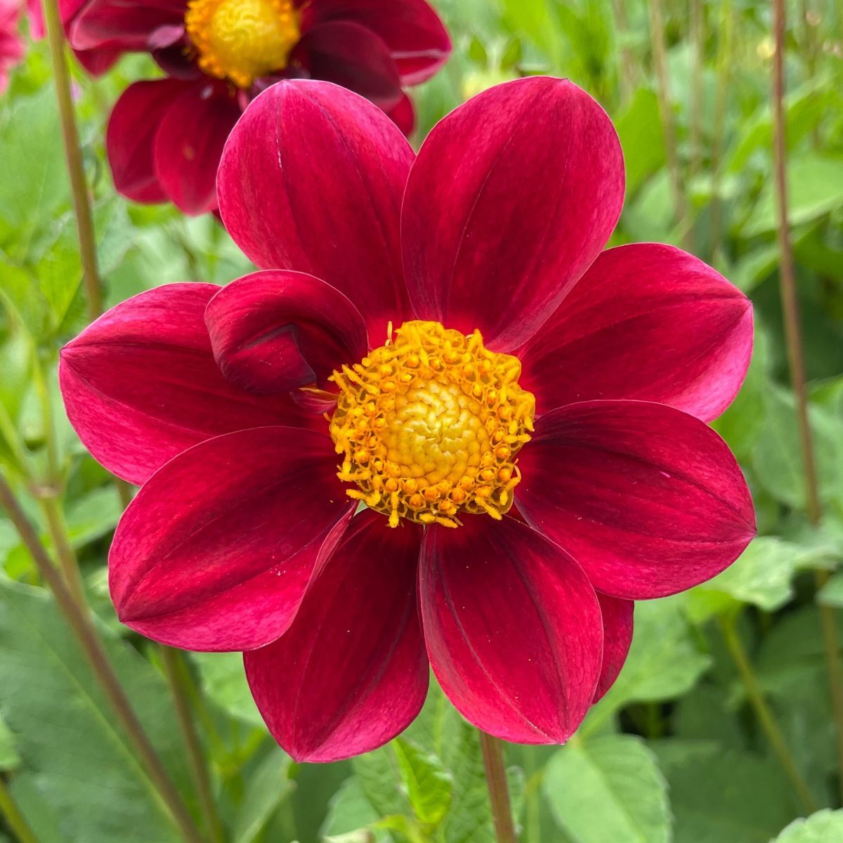 Dahlia- Life on Mars (Tuber)