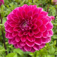 Dahlia- Melancholy (Tuber)