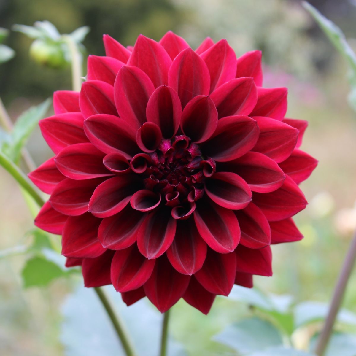 Dahlia- Ned Kelly (Tuber)