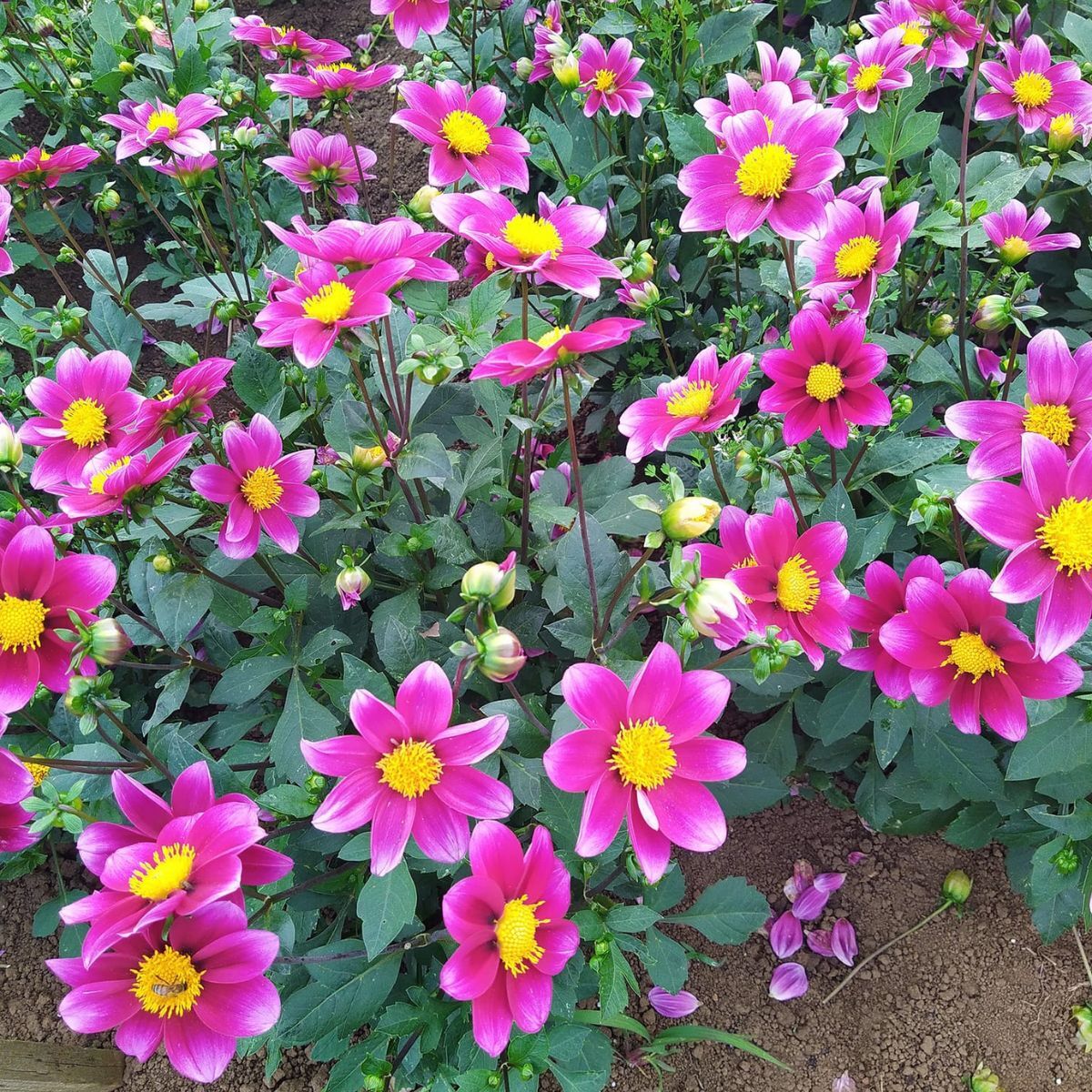 Dahlia- Pink Mania (Tuber)
