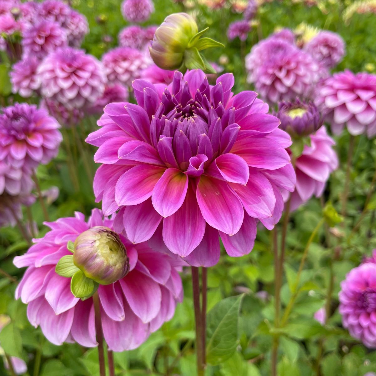 Dahlia- Pink Wonder (Tuber)
