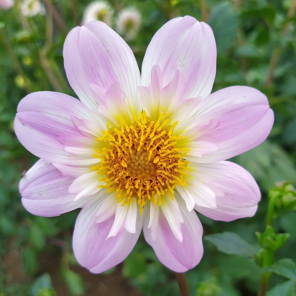 Dahlia- Pinky O (Tuber)
